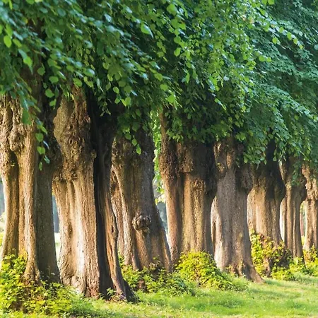 In Nahe Der Ostsee *